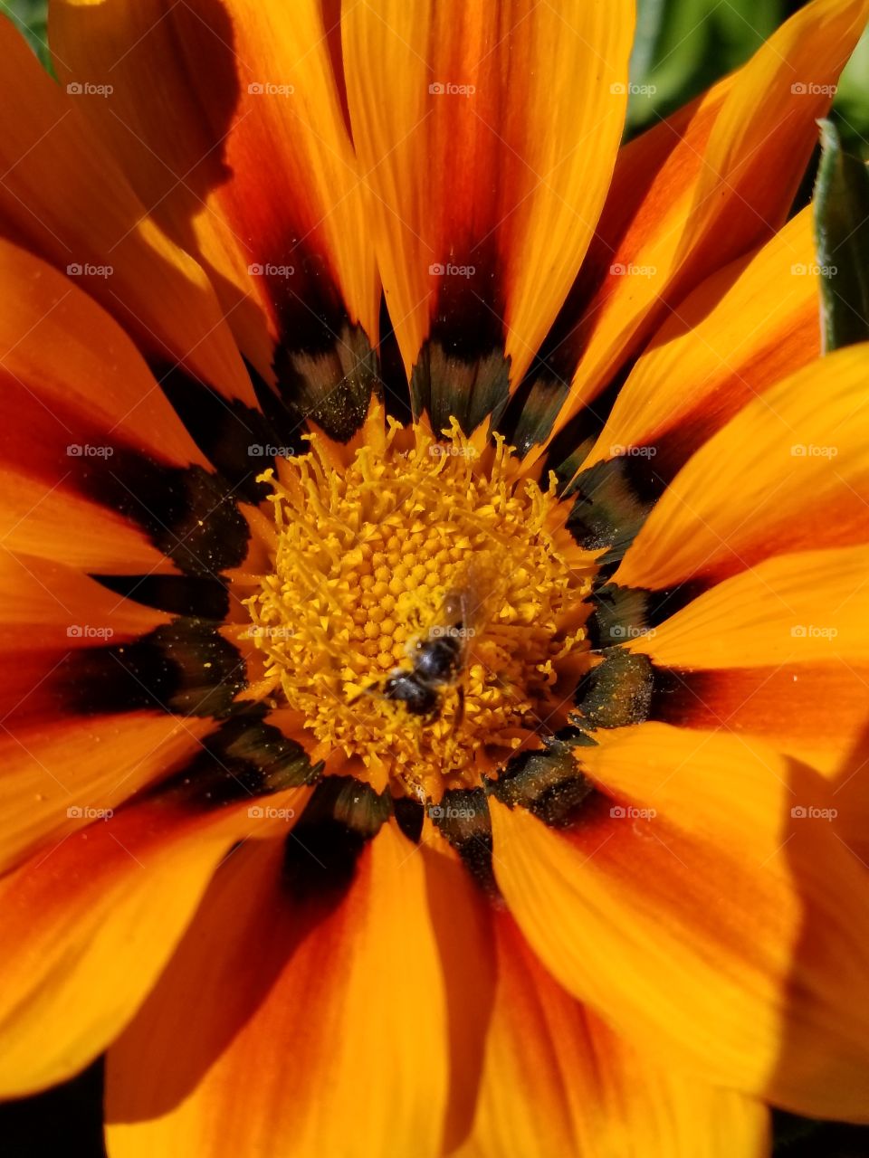 small bee on a orange flower
