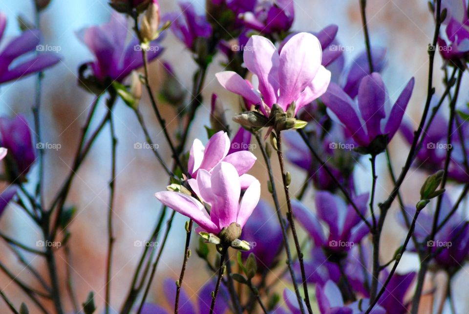 Tulip Tree