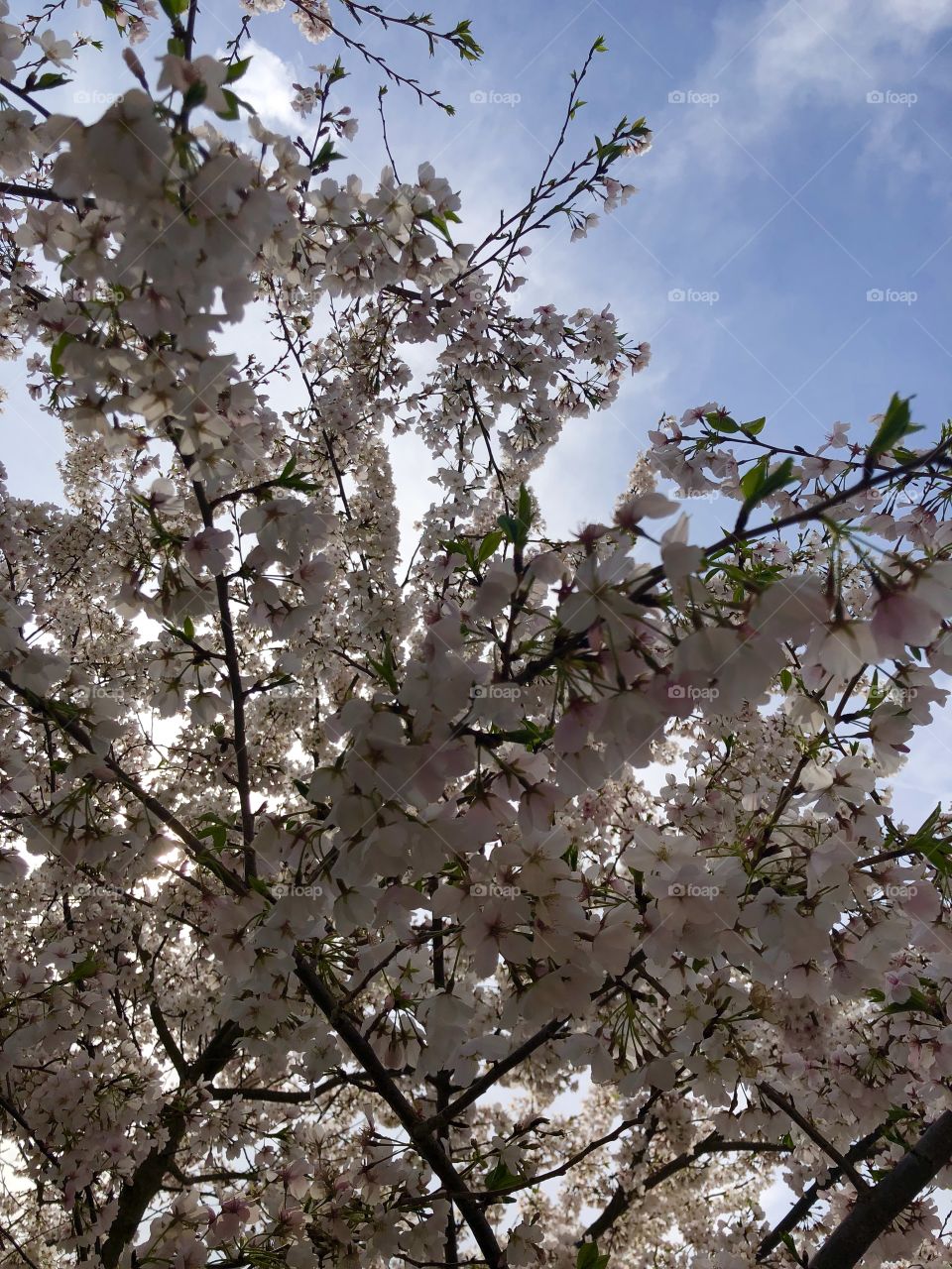 Spring time in Tennessee