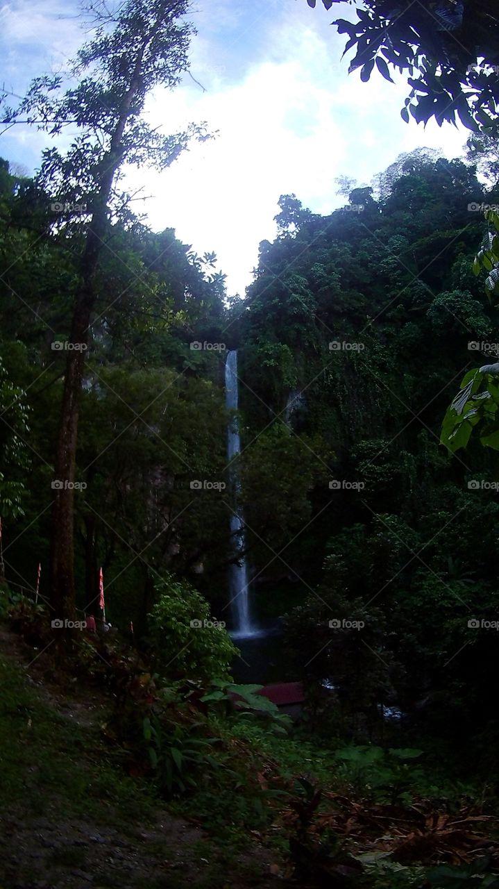No Person, Tree, Nature, Wood, Landscape