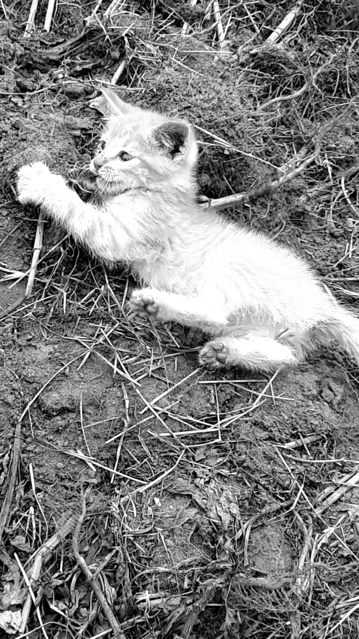 Black and White Kitten