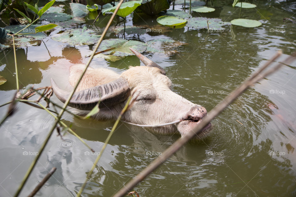 Water buffalo