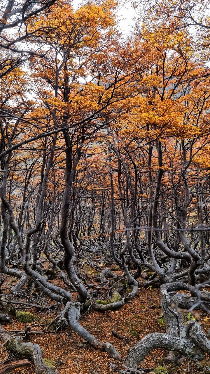 Autumn forest, autumn colors.