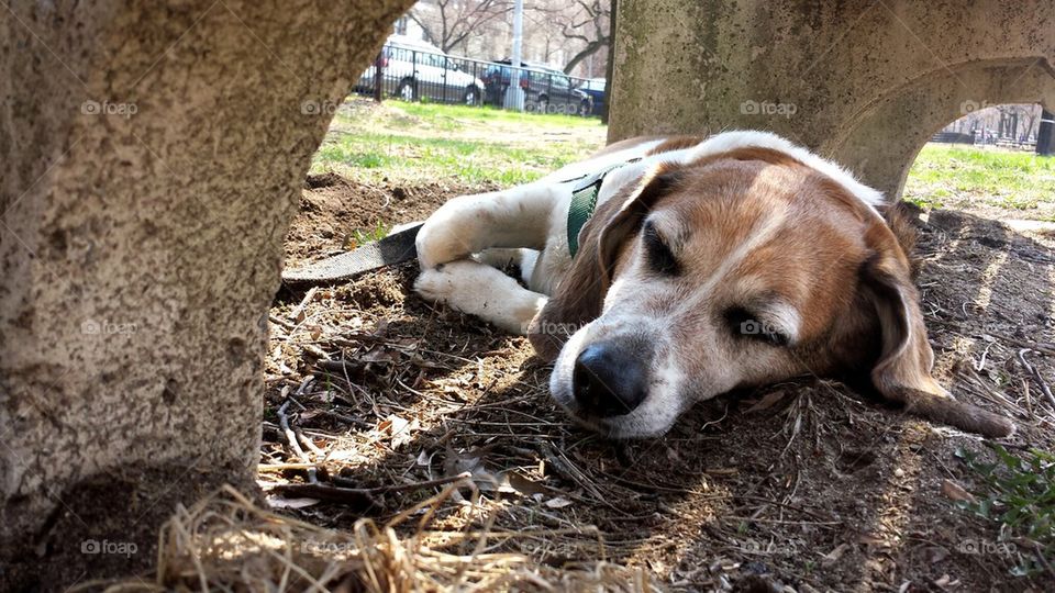 spring dog nap