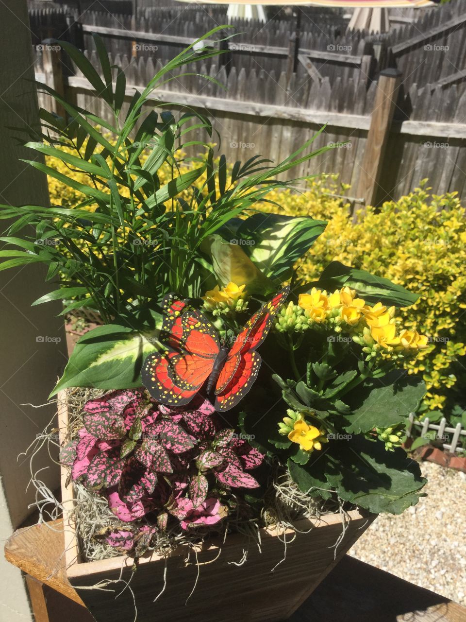 Flower, Garden, No Person, Flora, Nature