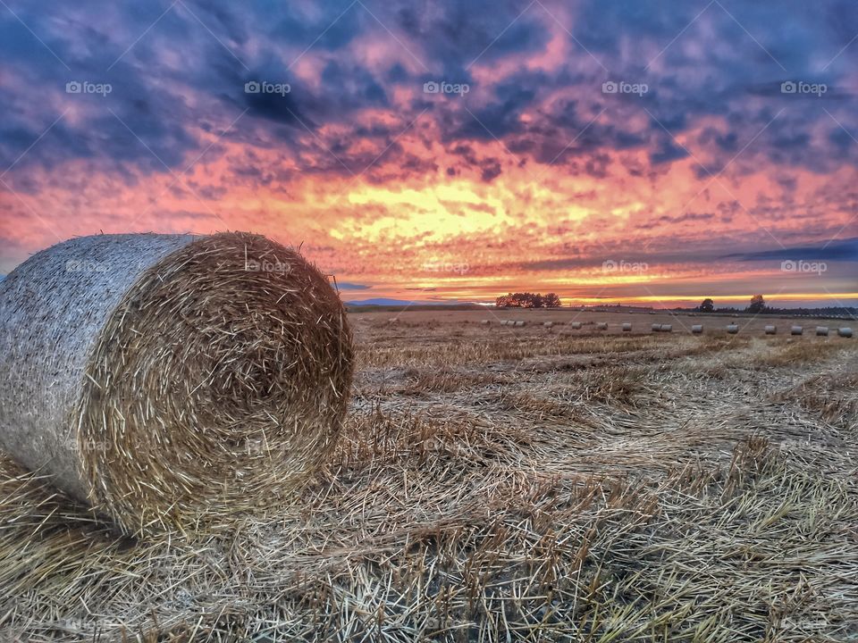 sunset over the field