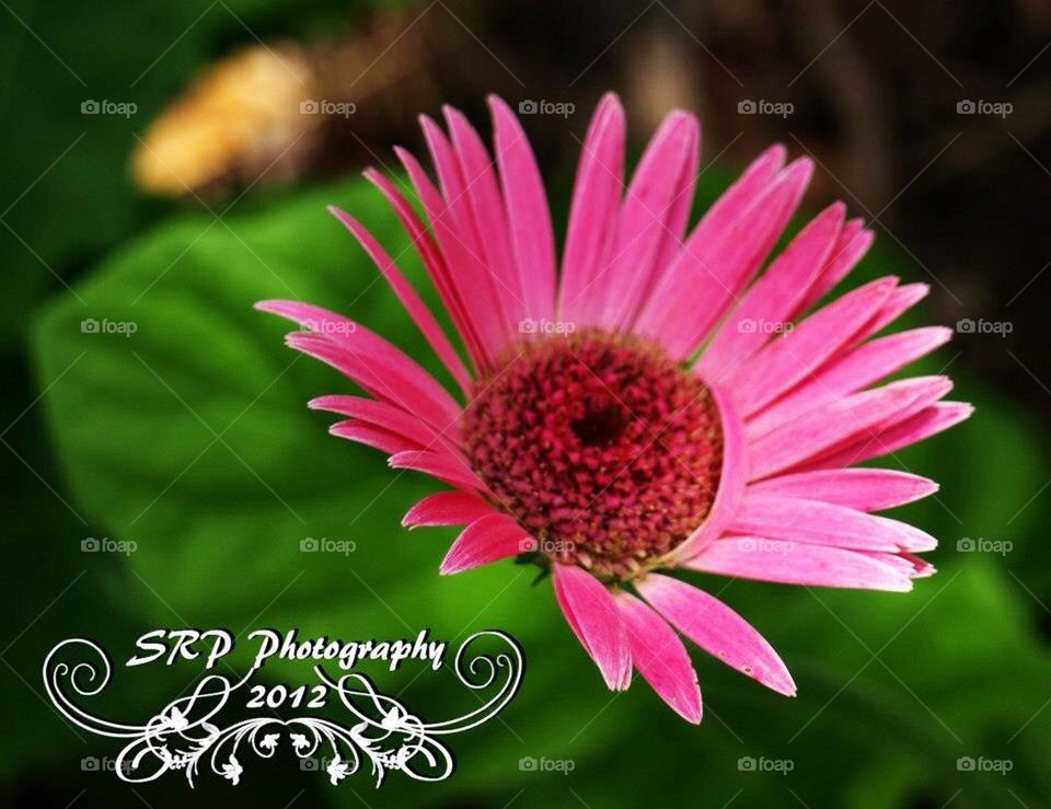 city pink flower zoo by srpphoto