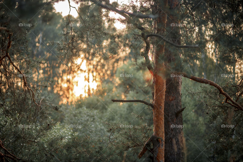 Summer evening landscape. 