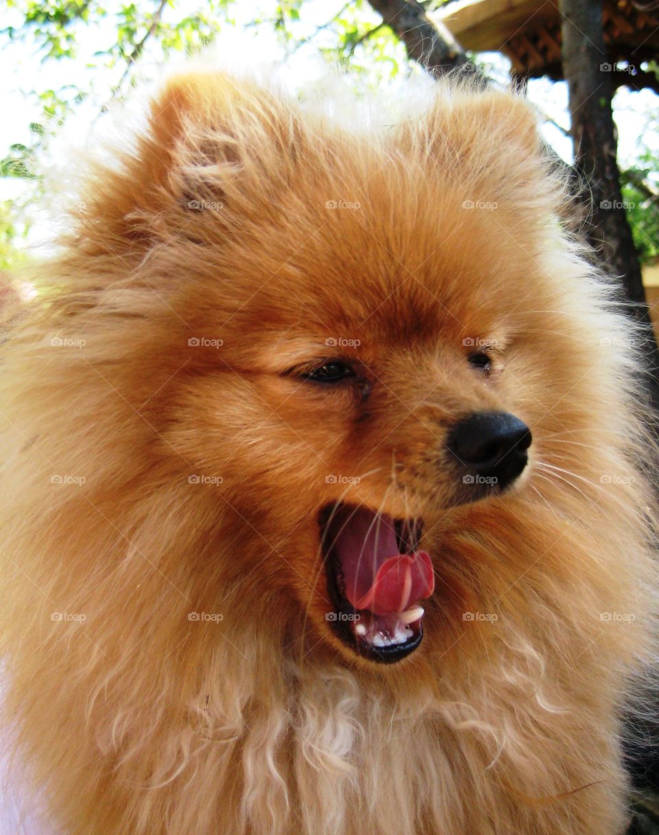 yawning dog 