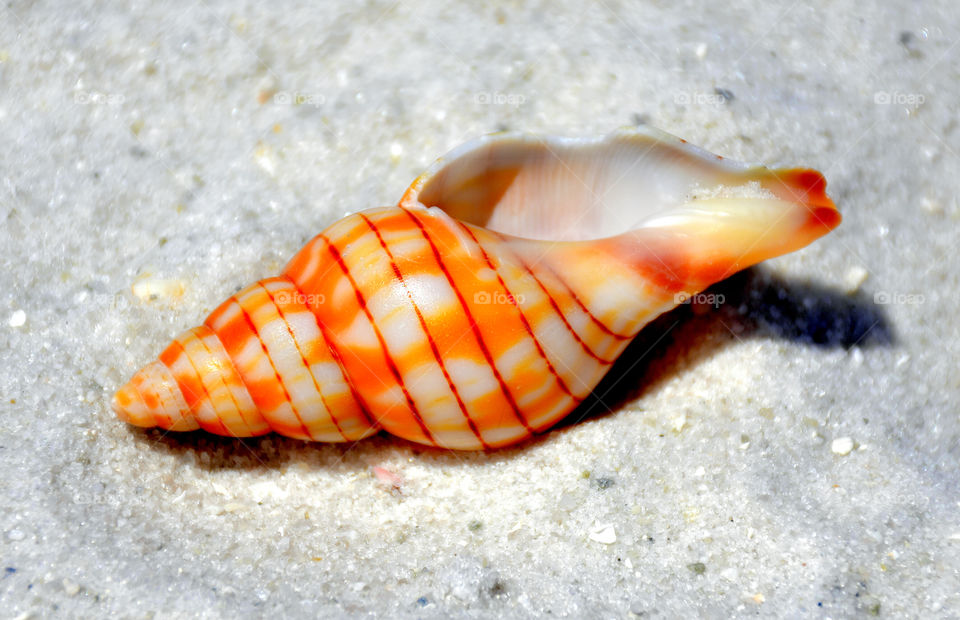 Shell 