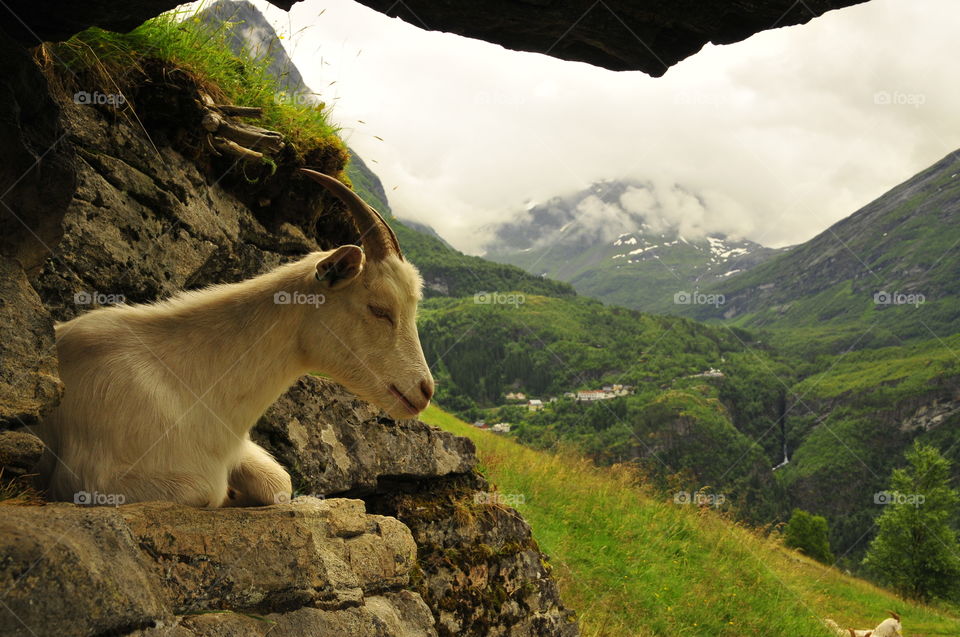 Goat in the mountain