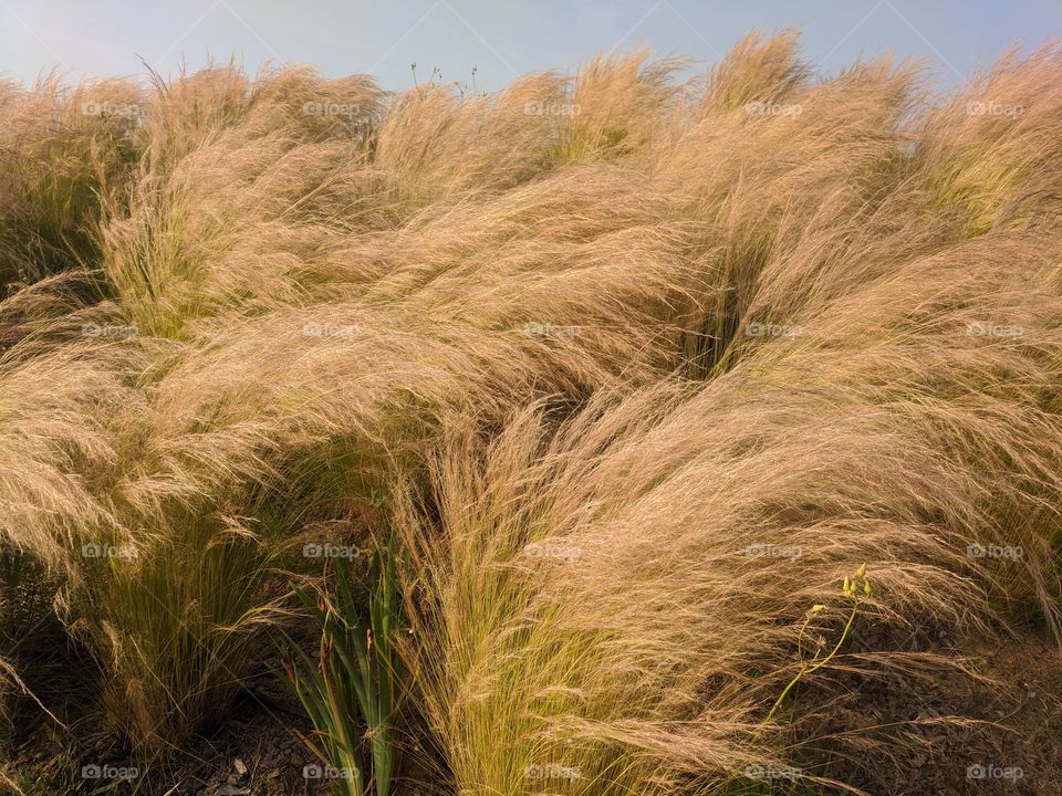 A field of brown flowering feather grass on a windy day.