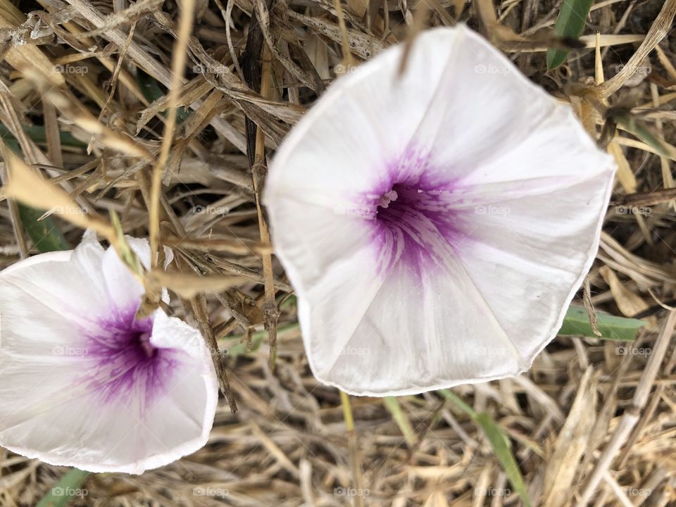 Plants around us, Countryside ( my garden)