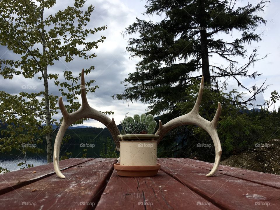 Tree, Wood, Nature, No Person, Pine