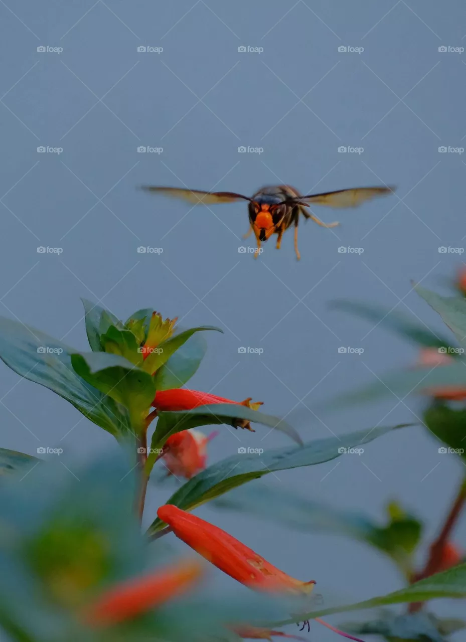 flying Bee
