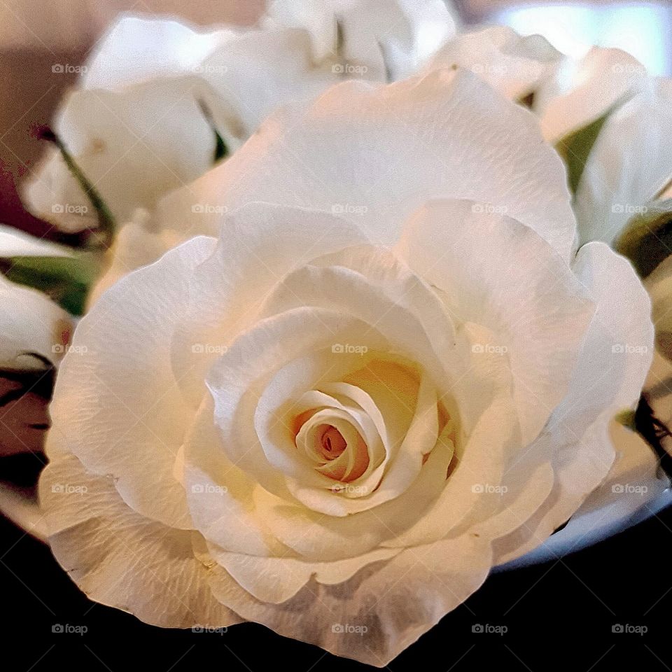 The monotony and solitude of a quiet life, stimulates the creative mind ~ Albert Einstein