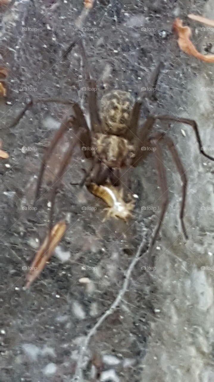 a huge spider off my back patio