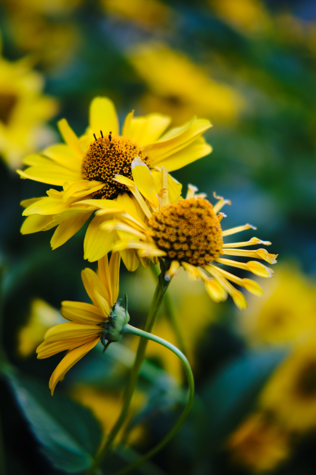 Flower Dance