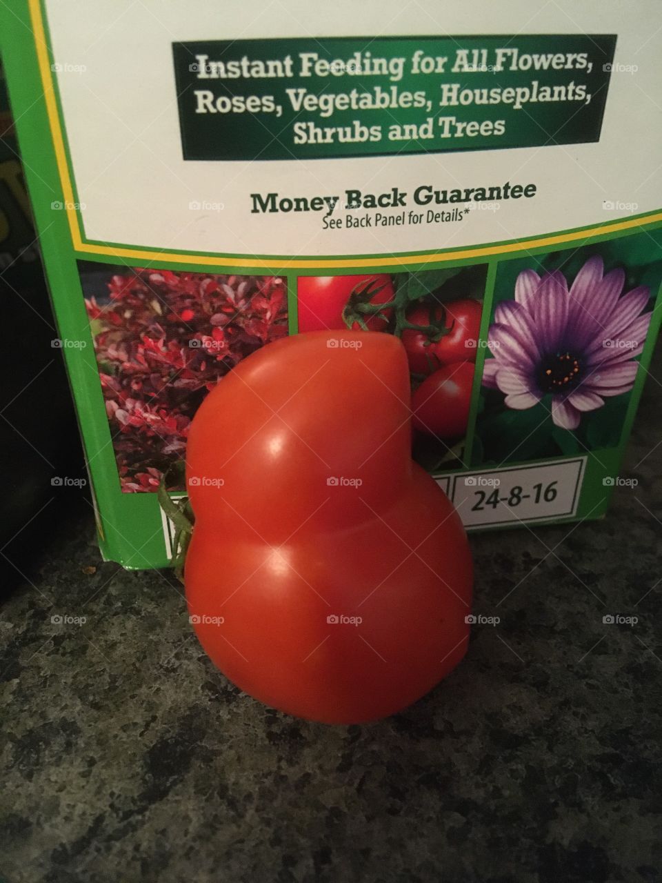 My cute little tomato looks like a fat chick. What do you think? Still be good eating!