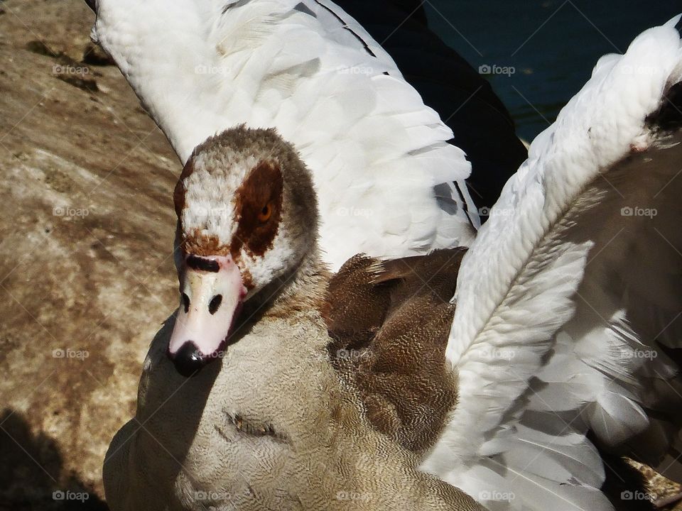 Wings up Egyptian goose