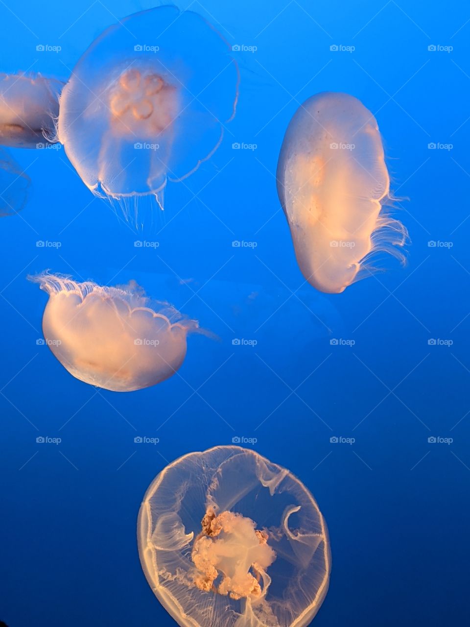Jellyfish
