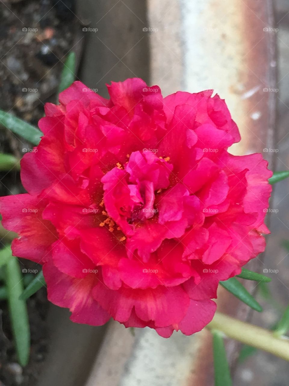 Red Japanese rose