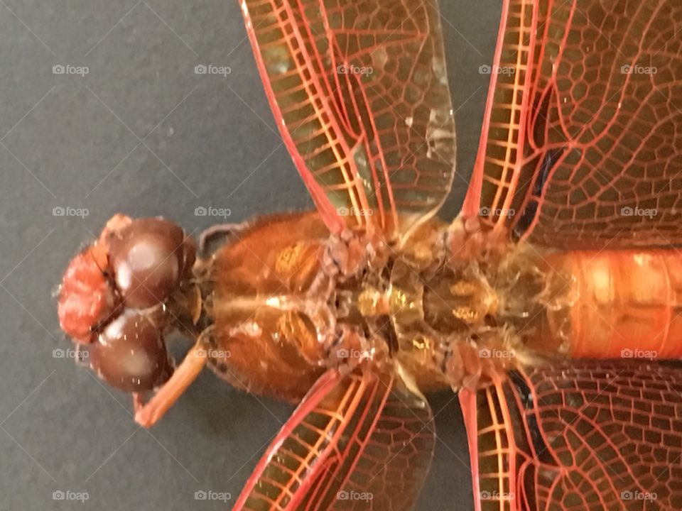 Macro of a dragonfly 