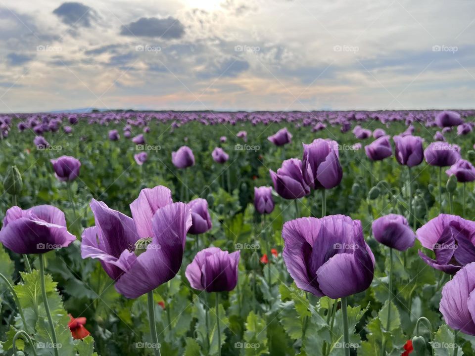 Poppy flowers