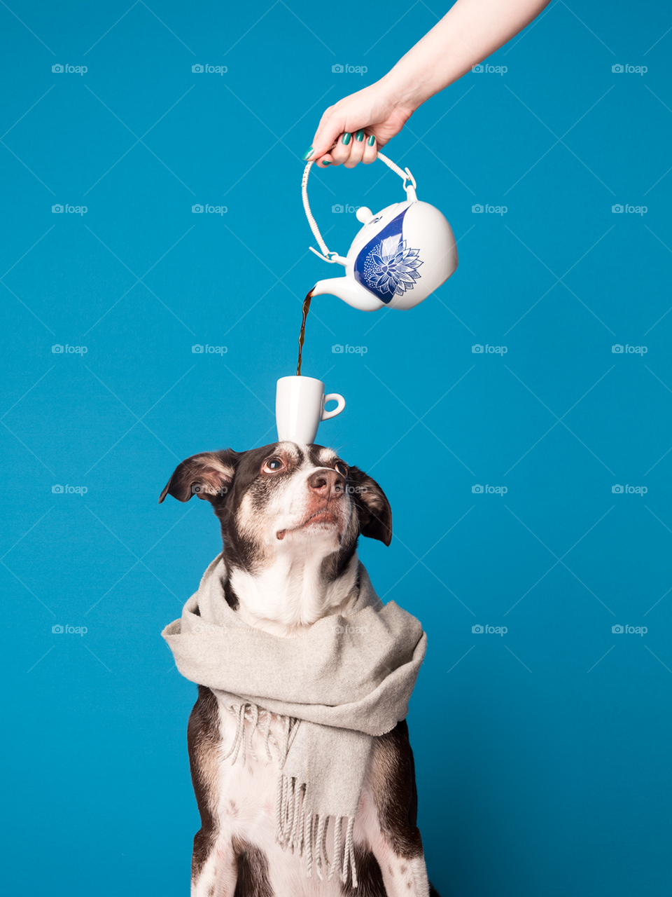 Dog with scarf around his neck and a cup of coffee on his head with coffee being poured into the cup