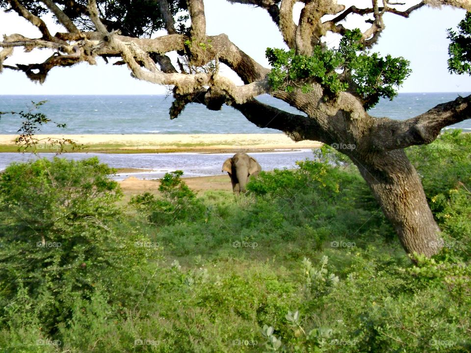 Elephant on the beach.