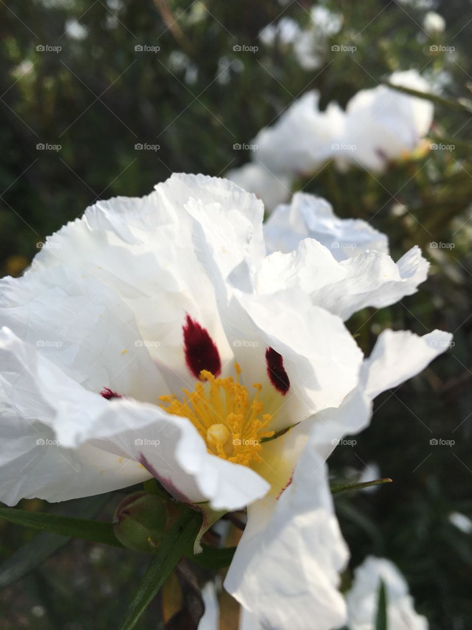 Blooming Cistea flower