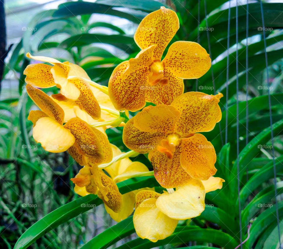 Orchid are flowers with many variants.