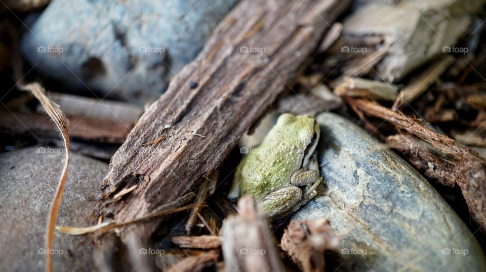 Little green frog basking in the sunset rays