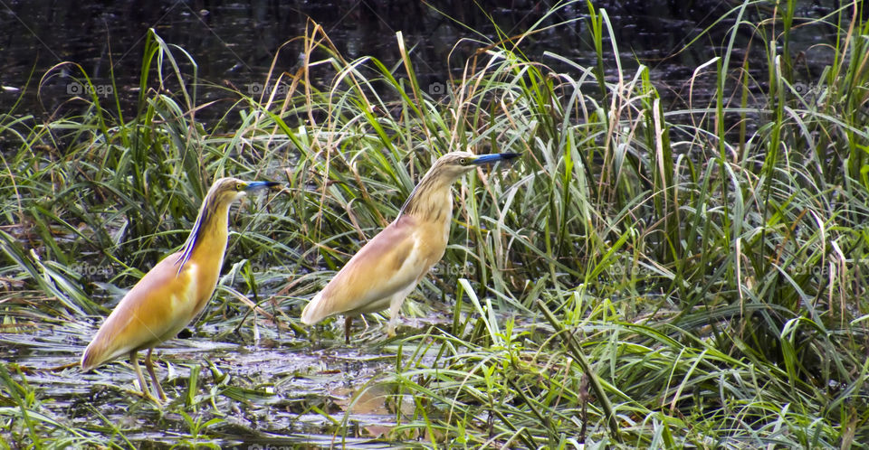 Squacco heron (Ardeola ralloides)