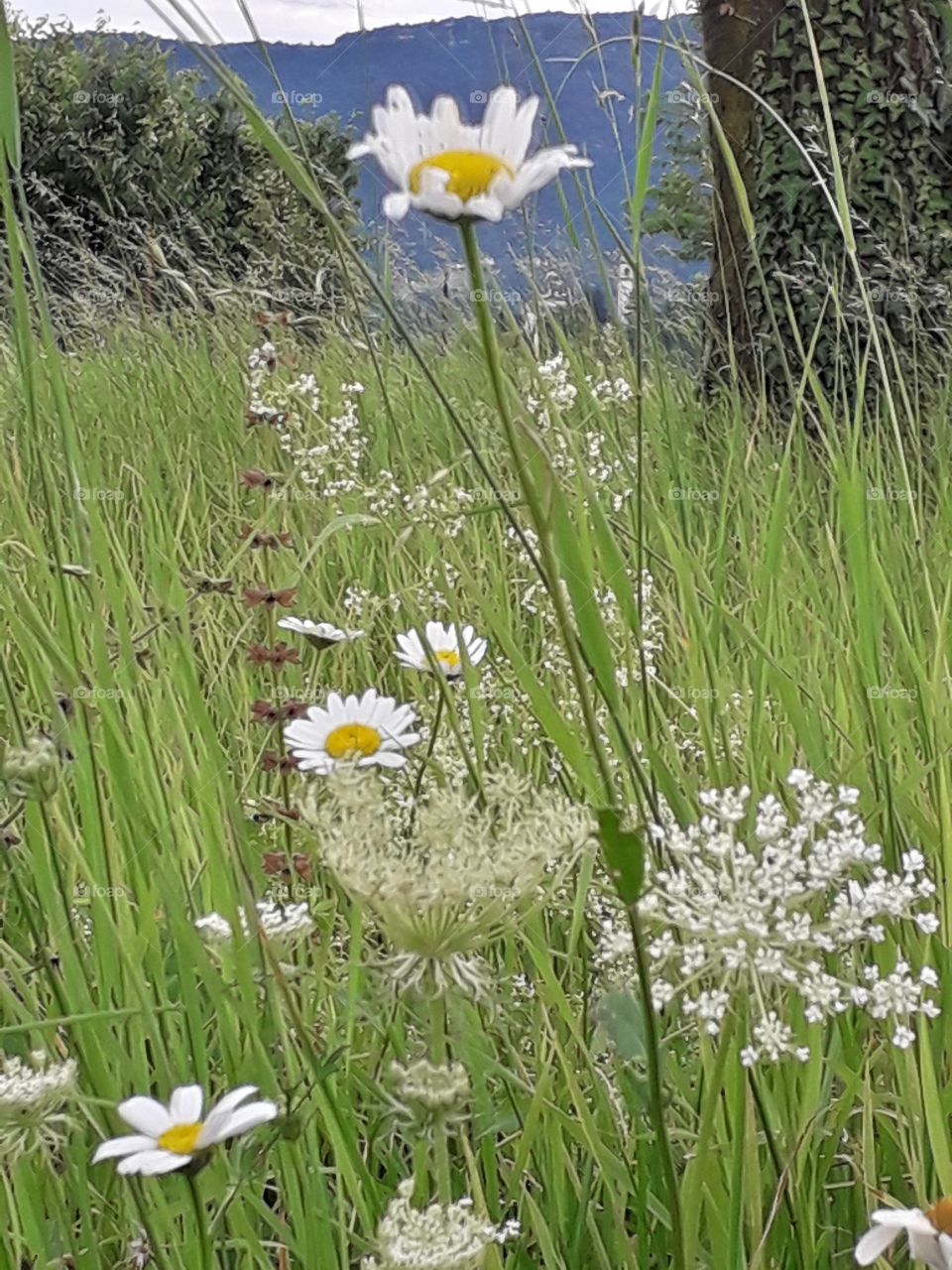 flower in the field