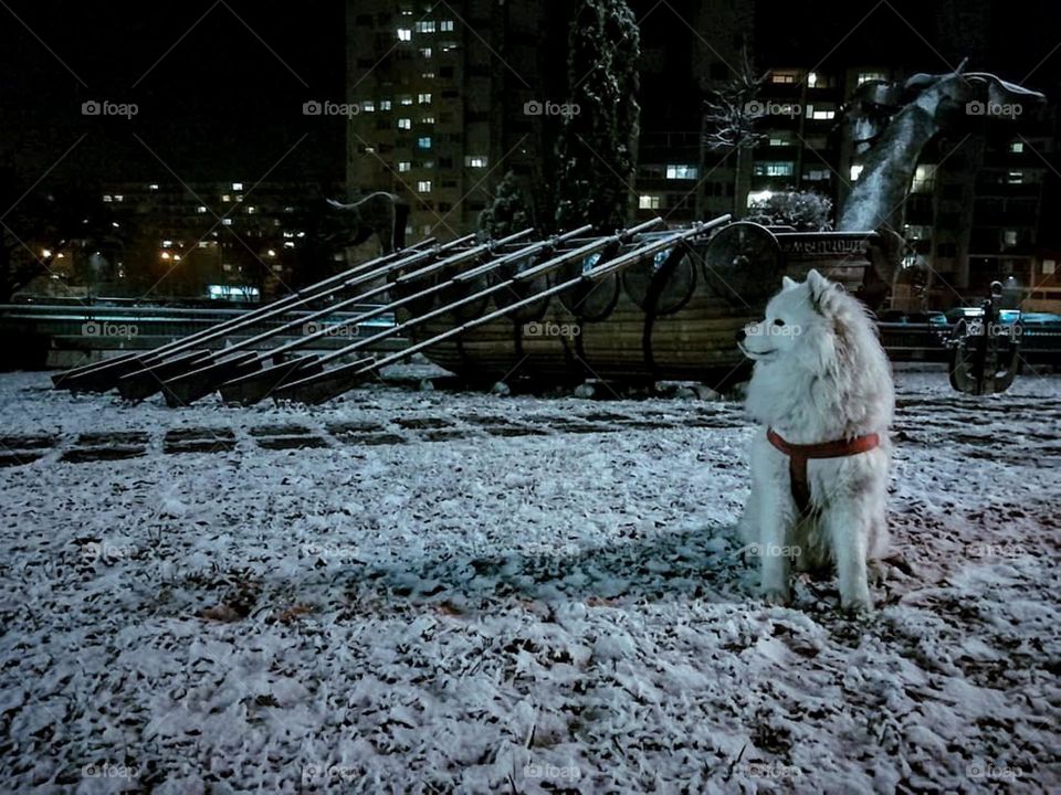 Portrait of a white fluffy dog ​​with a red leash standing in a snowy park at night, with children's games and apartment buildings in the background