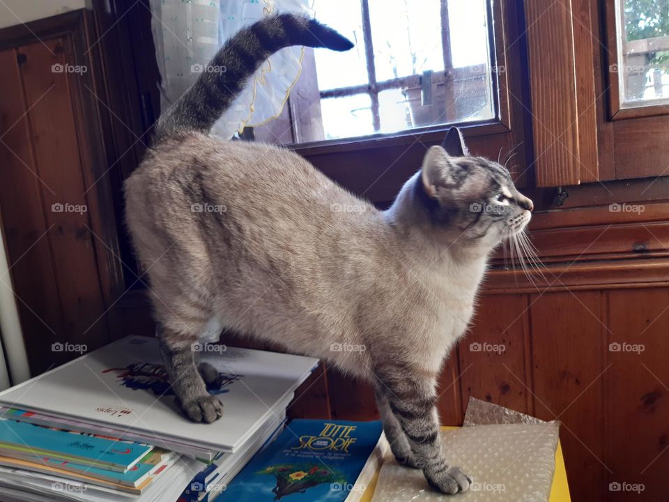 my cat looking out of the window