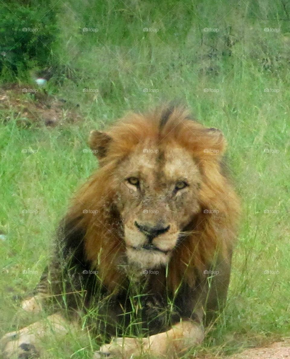 lion in the wild laying in high grass and looking straight into the camera