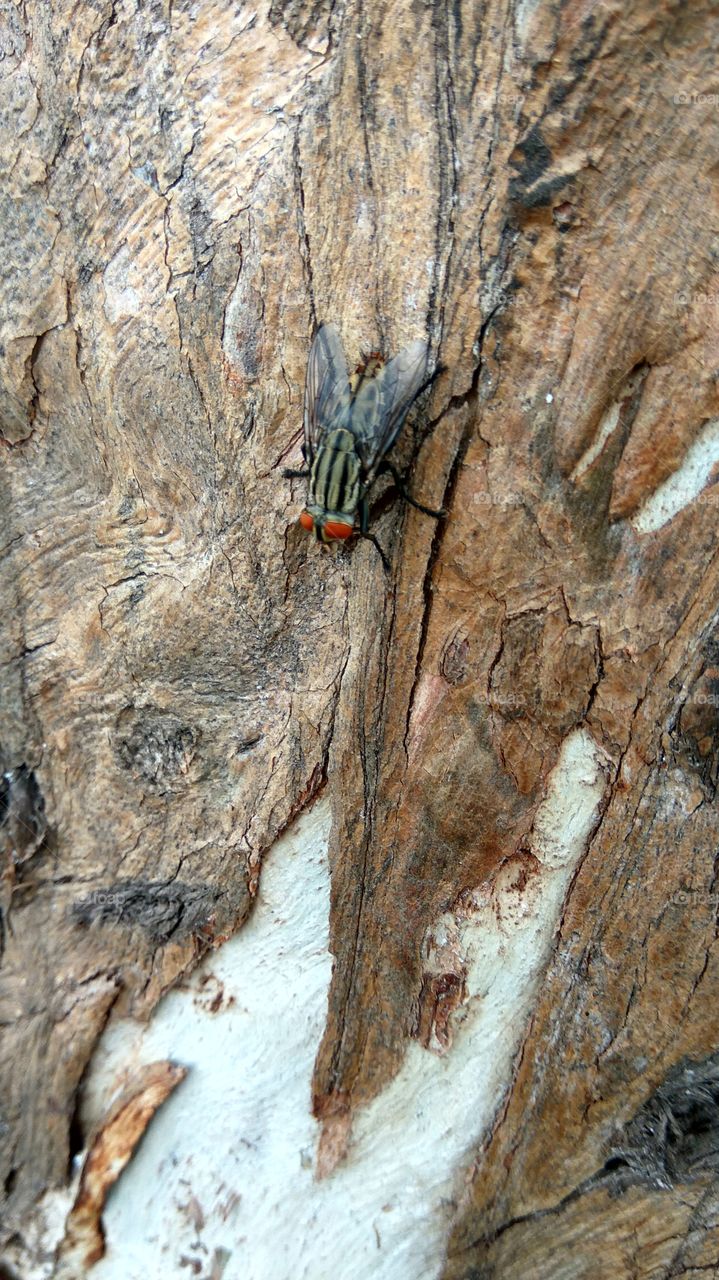 Big fly in big and long tree