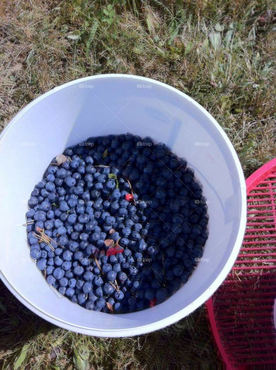 Gifts of the Finnish Forest