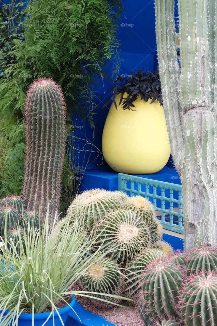 Cactus in a garden 