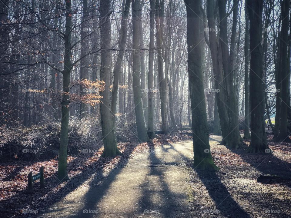 Sunshine between the trees in februari