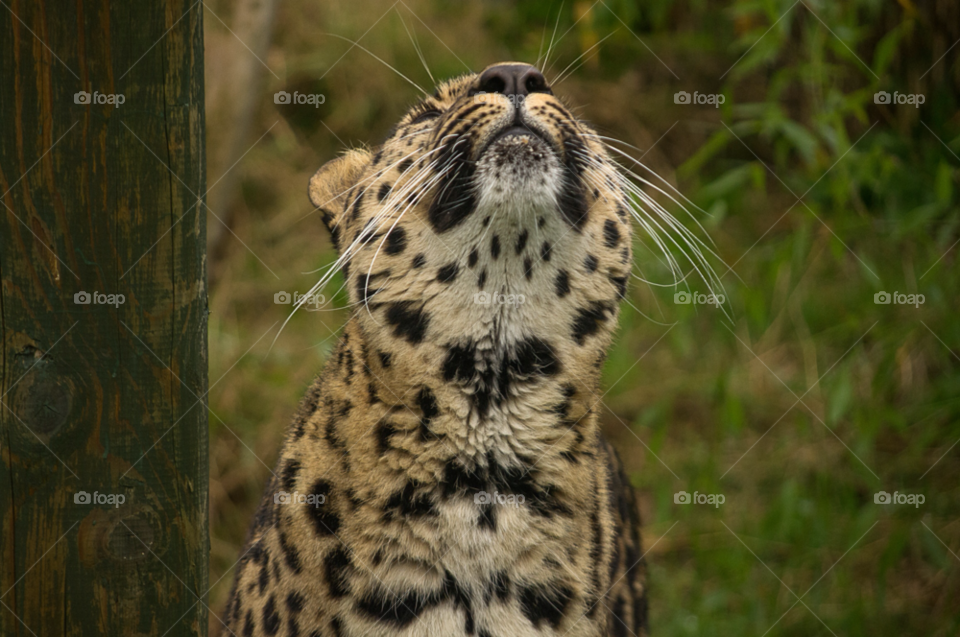 territory nature tiger industry by gaillewisbraznell