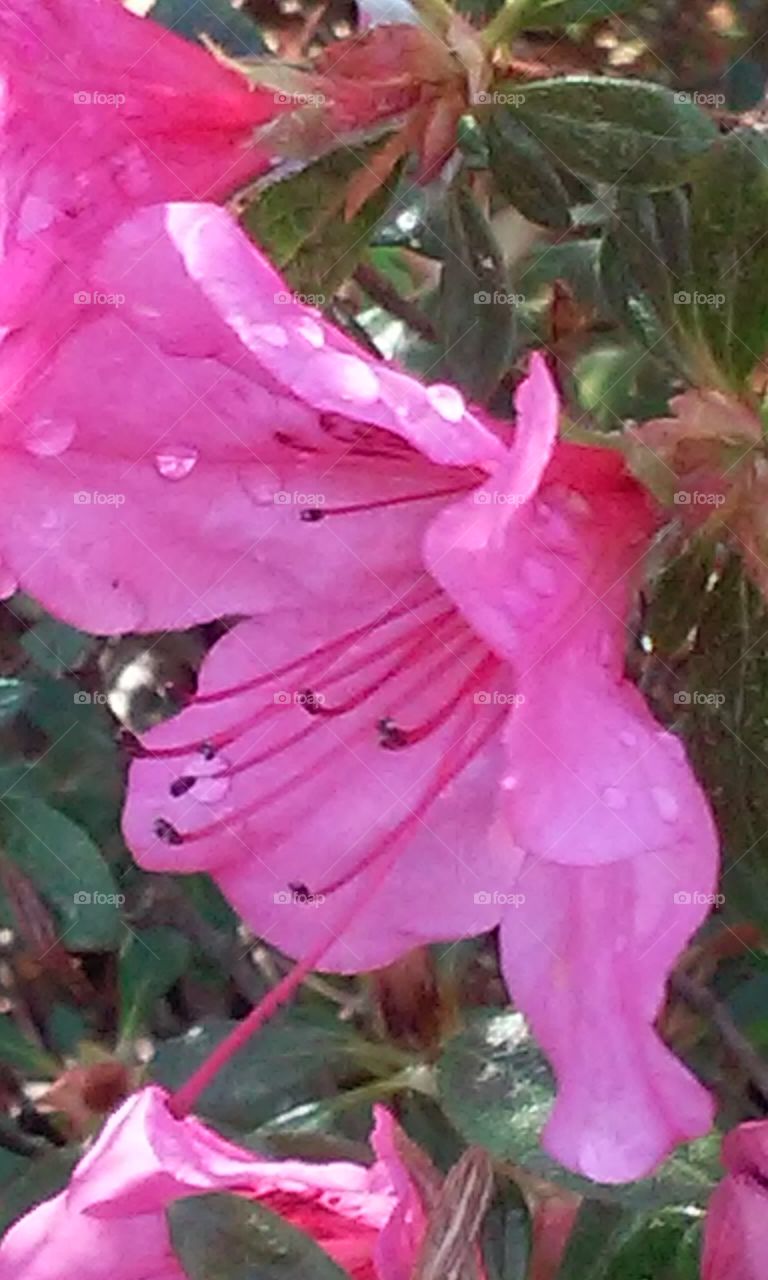 pink azaleas