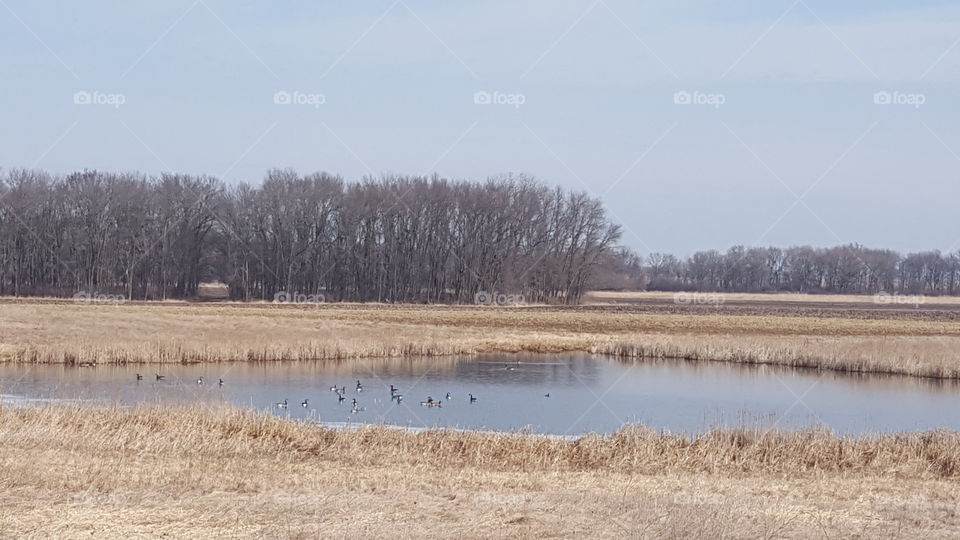geese on a pond