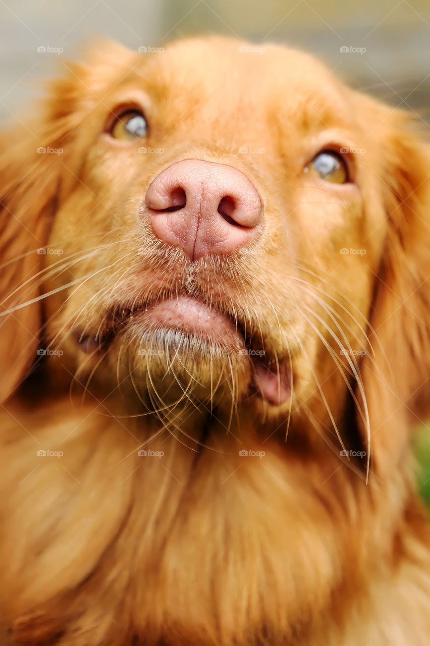 Nova Scotia Duck Tolling Retriever.