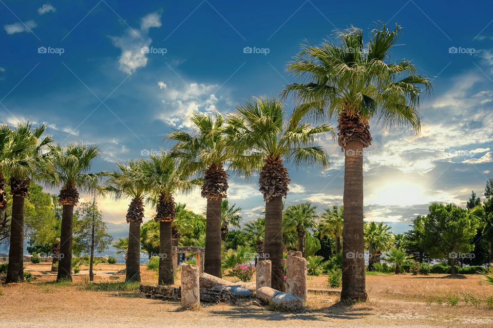 Palm-trees in lost Garden of Eden. Date palms. Phoenix dactylifera.