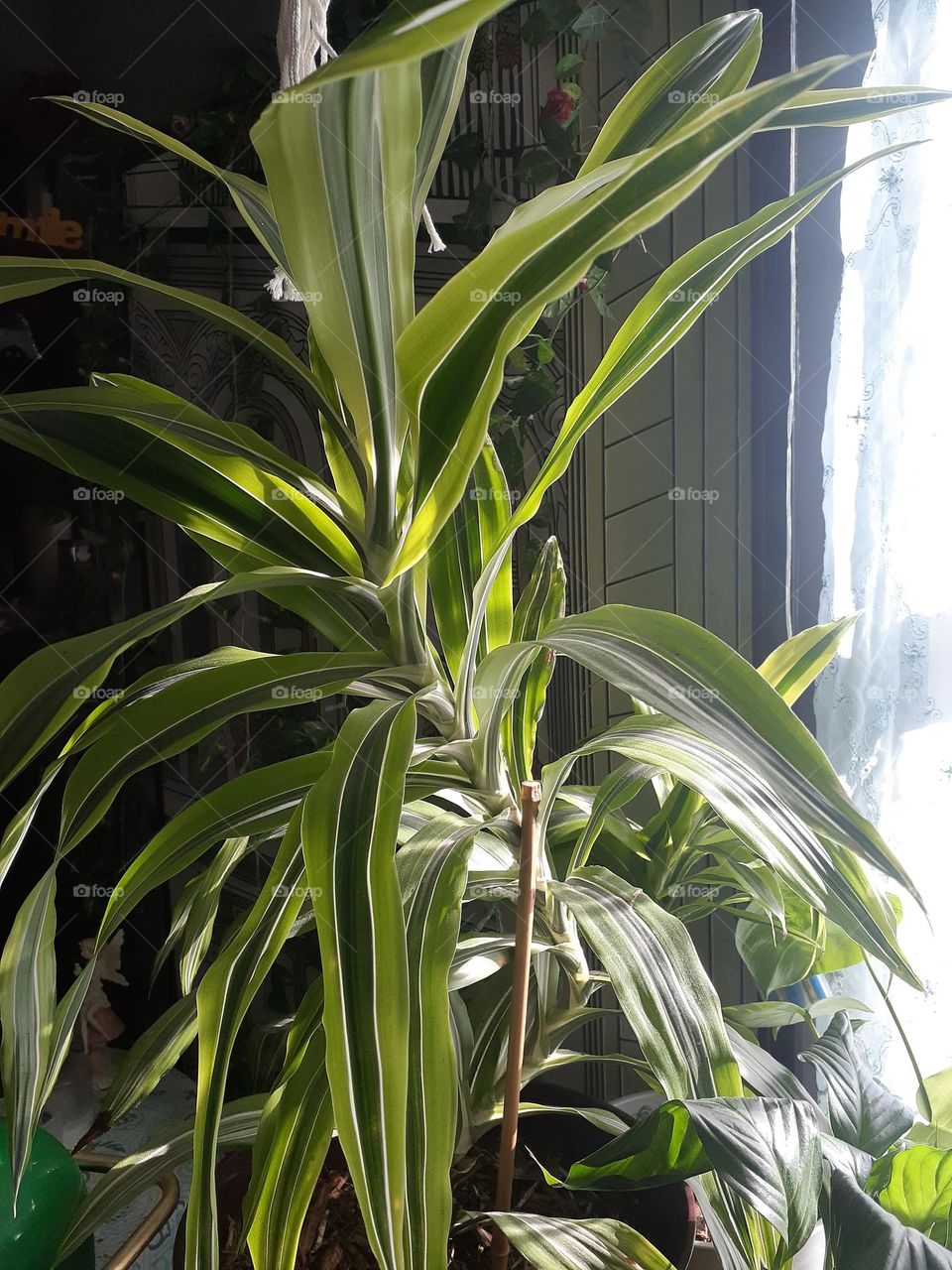 Variegated Dracena