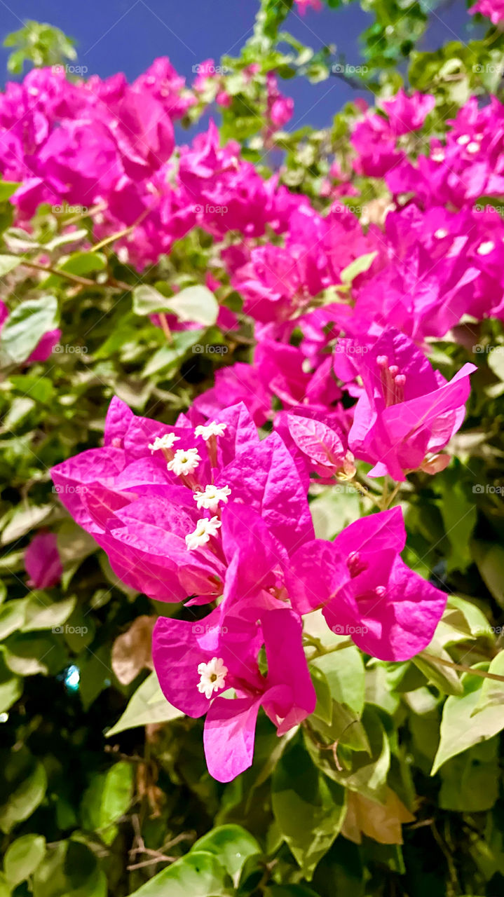 Bougainvilleas 