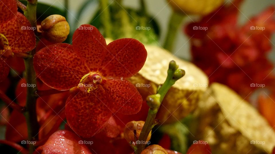 Red orchids and golden lotus fruit
